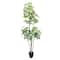 5ft. Potted Variegated Schefflera Tree by Ashland®
